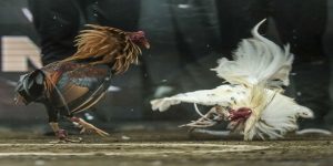 Đá Gà Trường Thomo Thabet - Tận Hưởng Cá Độ Chất Lượng Đặc Sắc
